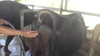 Heat detection in italian buffalo