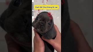 Cách để giúp Tiểu Hắc không đi lạc  #emthocreview #shorts #trend #viral #hàihước #giảitrí