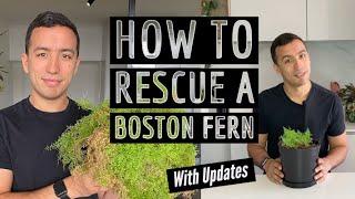 How to rescue a Boston Fern | Houseplant care