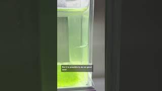 How to move your Sea Monkeys!