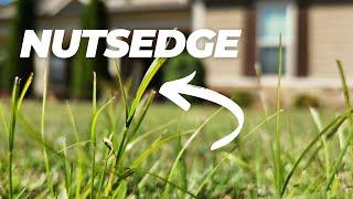 I Found Nutsedge In My Lawn Again - NOW WHAT?