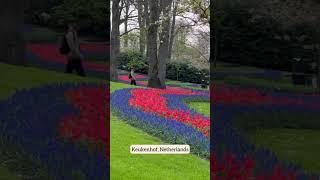 #netherlands #KeukenhofGardens #TulipSeason #SpringBlooms  #Wanderlust #BucketList #TravelVlog