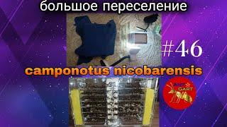 переселение большой колонии camponotus nicobarensis в формикарий кристалл 2016 года