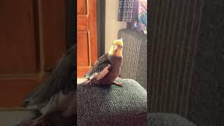 Cockatiel sings Kill Bill movie whistle song