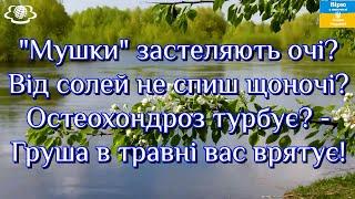 "Мушки" застеляють очі?Від солей не спиш щоночі?Остеохондроз турбує?Груша в травні вас врятує!