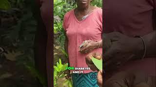Its NOT only good for Cough and Colds  #LeafOfLife