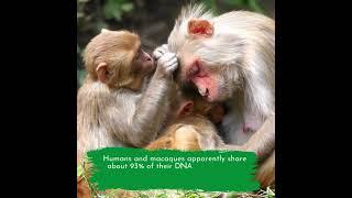 #monkeys human connection... motherly love