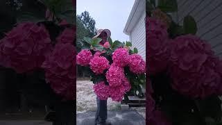 this plant shines like neon in the evening #hydrangea