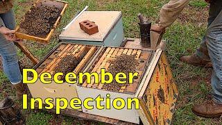 Checking Colonies For Brood in December