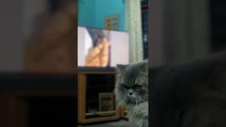 Cat care and cat vibes! #cat #cats #catvideos #catshorts #catshorts #catlovers  #catvideo #catlife