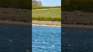 Canada Goose Pair Flying In The Wind | RSPB St Aidan’s #birds #avian #nature