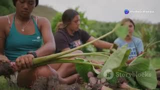 The Breathtaking Beauty of the Amazon Rainforest | Wildlife & Nature Documentary