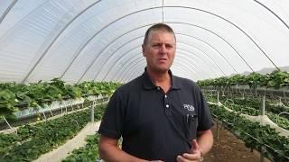 Piñata Farms' substrate strawberry trial with BerryWorld variety