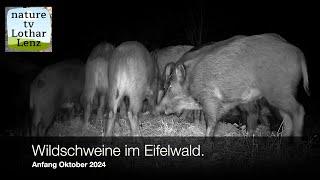 Wildschweine im Eifelwald. Anfang Oktober 2024. Coolifepro PH960W