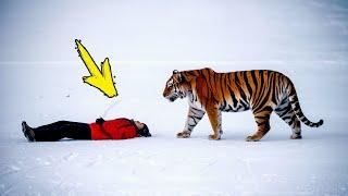 The tiger came across the man who saved him. What happened next will melt your heart!