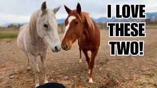 Arabian meets wild horse!  This was magical!