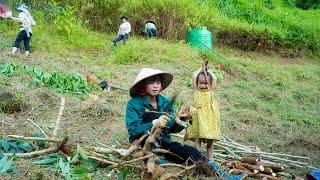 Growing and Harvesting Cassava, Vegetable Care, Cooking, Mountain Life | EP.99