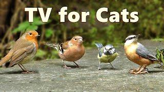 Cat TV Birds ~ Captivating Birds for Cats to Watch