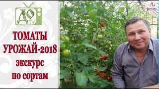 ПОМИДОРЫ: УРОЖАЙ 2018 / ЭКСКУРСИЯ по СОРТАМ и ГИБРИДАМ в ТЕПЛИЦЕ