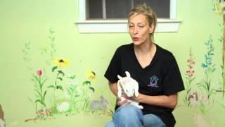 How to Take Care of a Newborn Bunny Rabbit : Rabbit Care