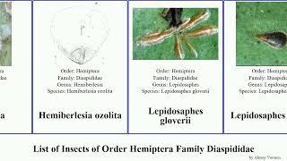 List of Insects of Order Hemiptera Family Diaspididae aulacaspis scale destructor oleander rosae