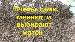 Пчелы сами меняют и выбирают маток