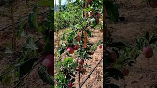 Malus Domestic A M9 Rootstock Gala Apple #short #applevarieties #malus #schnico