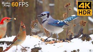 Cat TV for Cats to Watch  Cheerful Winter Birds and Squirrels  Cat Games 4K HDR 60FPS