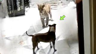 FINALLY! LEOPARD VS PITBULL (REAL FACE TO FACE)