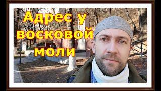 409 Восковая моль (Огнёвка). Где беру настойку Огнёвки (восковой моли) #ТелоТест