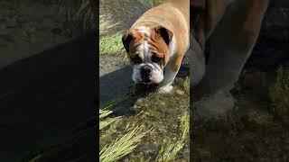 English bulldog drinks water from the river️#englishbulldog#river #dog#drinkingwater#funny#jelena