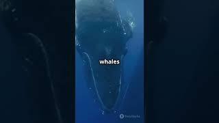 "Mind-Blowing Blue Whale Facts! #BlueWhales #MarineLife #FunFacts #OceanConservation #WildlifeFacts