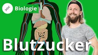 Blutzuckerspiegel: Hunger, Insulin und Diabetes – Biologie | Duden Learnattack