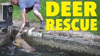 Rescuing a Drowning Deer Trapped in a Canal Lock! Ep. 108