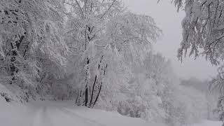 Relaxing Snowfall 2 Hours - Sound of Light Wind Breeze and Falling Snow in Forest (Part 2)