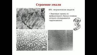 Анатомия. Морфофункциональное строение зубов