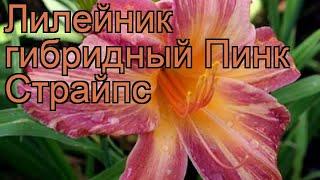 Лилейник гибридный Пинк Страйпс (hemerocallis)  обзор: как сажать, рассада лилейника Пинк Страйпс