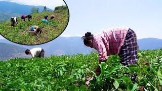Friends helping me to work in maize farm II Farming in rural Nepal@pastorallifeofnepal