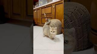 Персик: Капрік я не товста а вагітна))). #cat , #кіт , #discus , #kitten , #catlovers .
