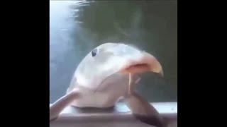fish pog