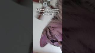 When You Leave Your Phone Next To a Kitten