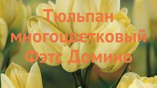 Тюльпан многоцветный Фэтс Домино (tulipa tyulpan)  обзор: как сажать, луковицы тюльпаны Фэтс Домино