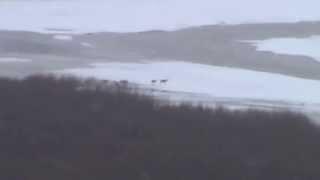 Alaska Caribou Migration on the frozen Copper River May 2013 near Gakona, Alaska on the Tok Cut-off