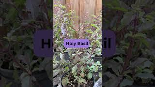 7 Herbs for Protection #spiritual #herbalism
