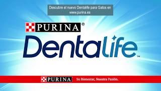 DentaLife para Gatos