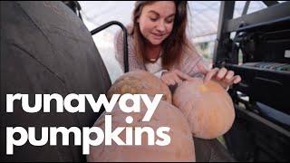 Misbehaving Pumpkins (I'm behind on preparing) | VLOG