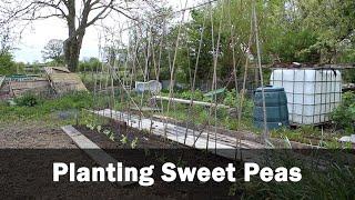 Planting Sweet Peas