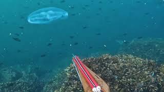 Spearfishing day  10.2024