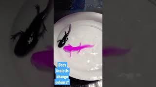 How Axolotls Change its Colours