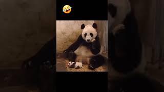 #funnyanimalsvideo #babypandas #pandafunnyvideo